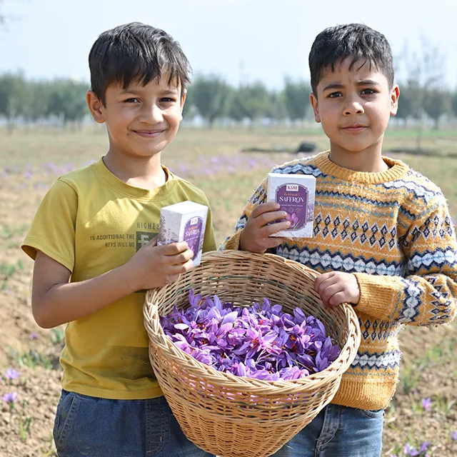 Kashmiri saffron flowers blooming in Pampore