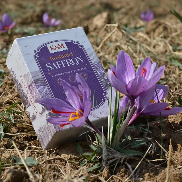 Kashmiri saffron fields during harvest